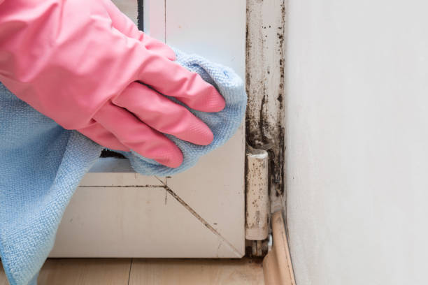 Best Asbestos and Lead Testing During Mold Inspection  in Venus, TX